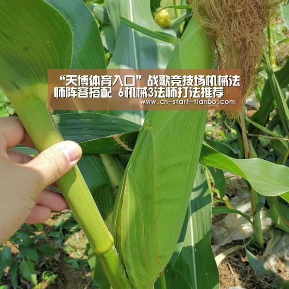“天博体育入口”战歌竞技场机械法师阵容搭配 6机械3法师打法推荐(图4) 天博体育入口